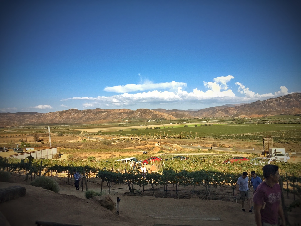 Valle de Guadalupe, Ruta del Vino