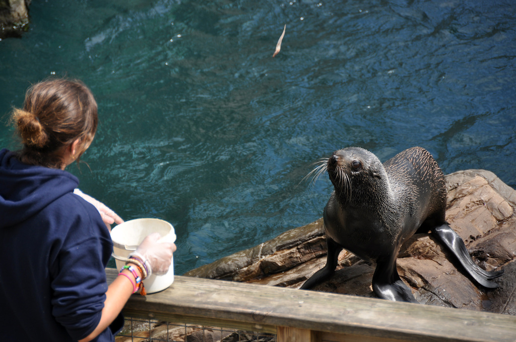 Fur Seal feeding at Living Coasts
