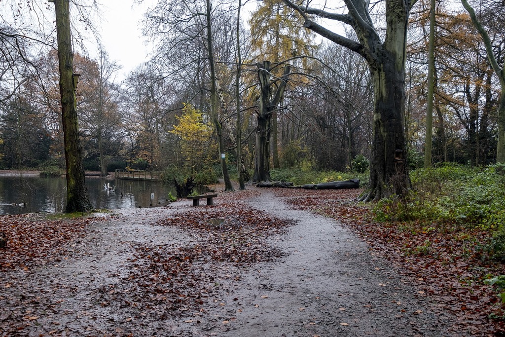 Apley Woods