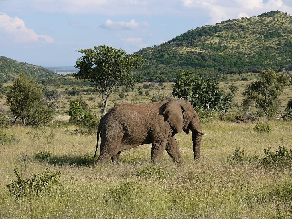 Pilanesberg National Park - panoramio