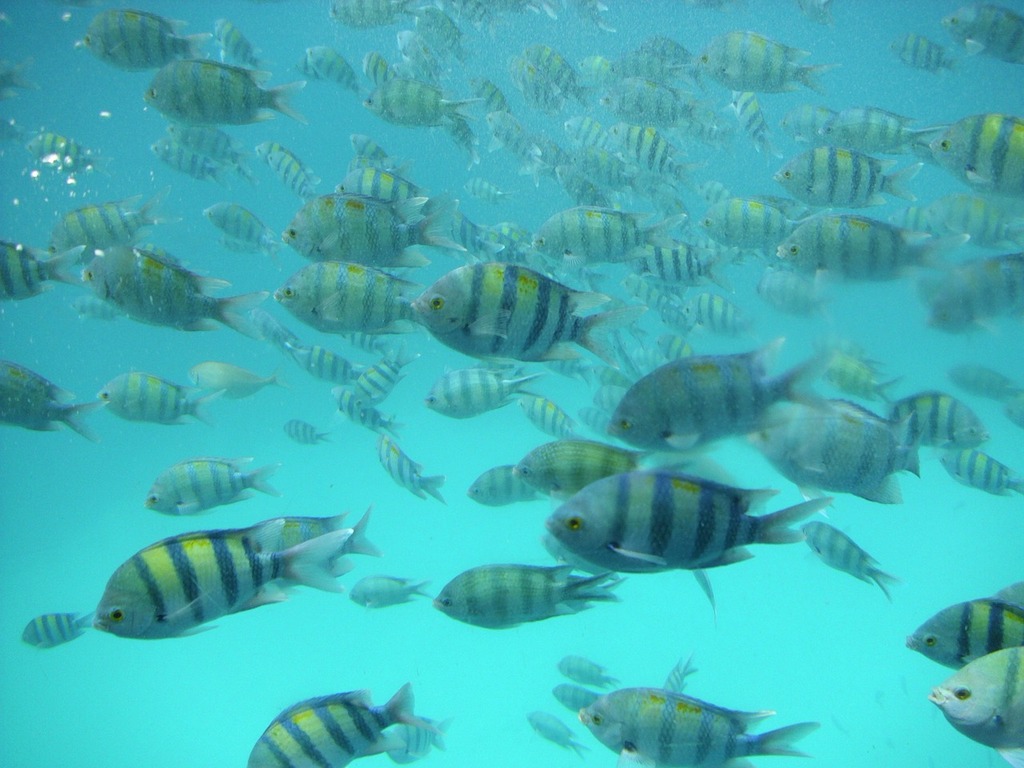 Marine life