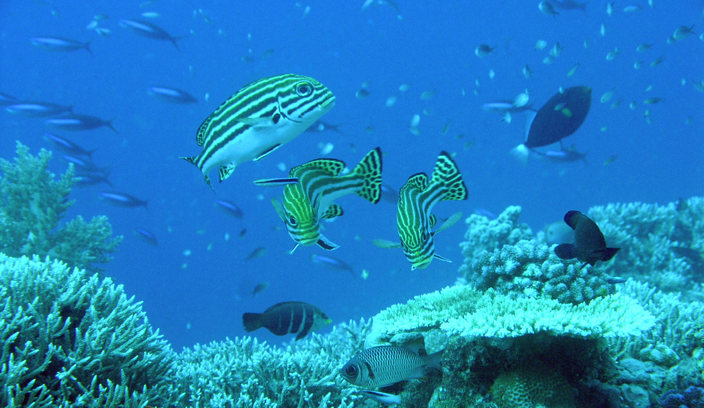 Layang-Layang diving28