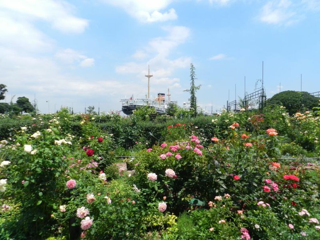 Stop and smell the roses at Yamashita Park