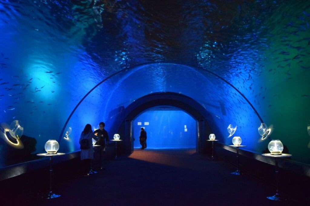 Get hands-on with dolphins at Yokohama Hakkeijima Sea Paradise