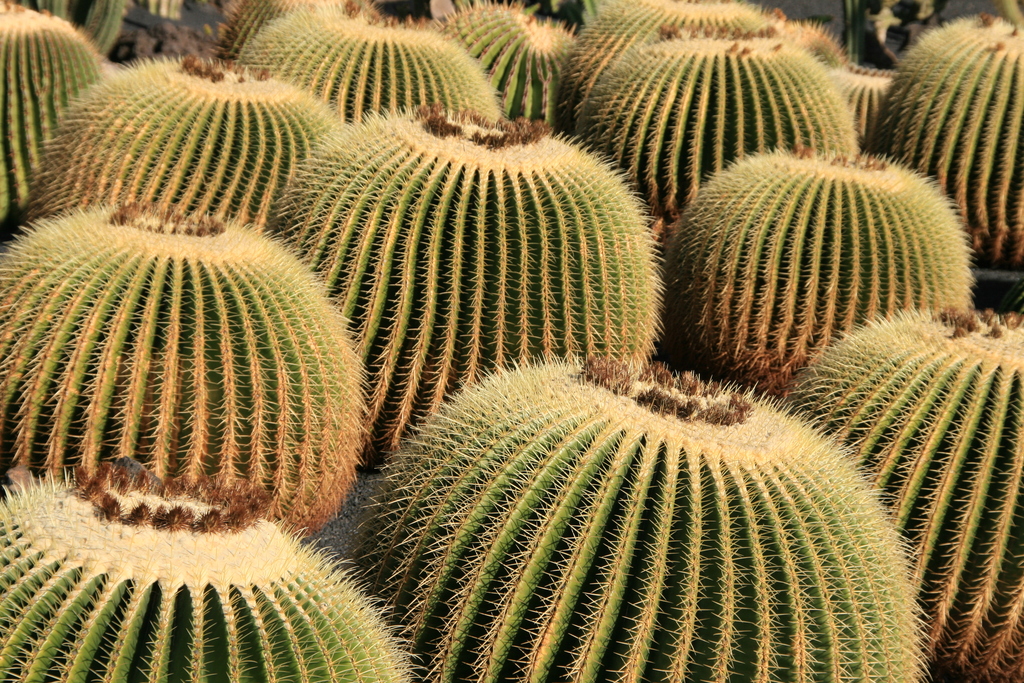 Cactus park Lanzarote (3226341902)