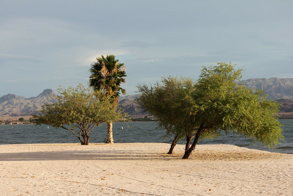 Lake Havasu State Park Beach