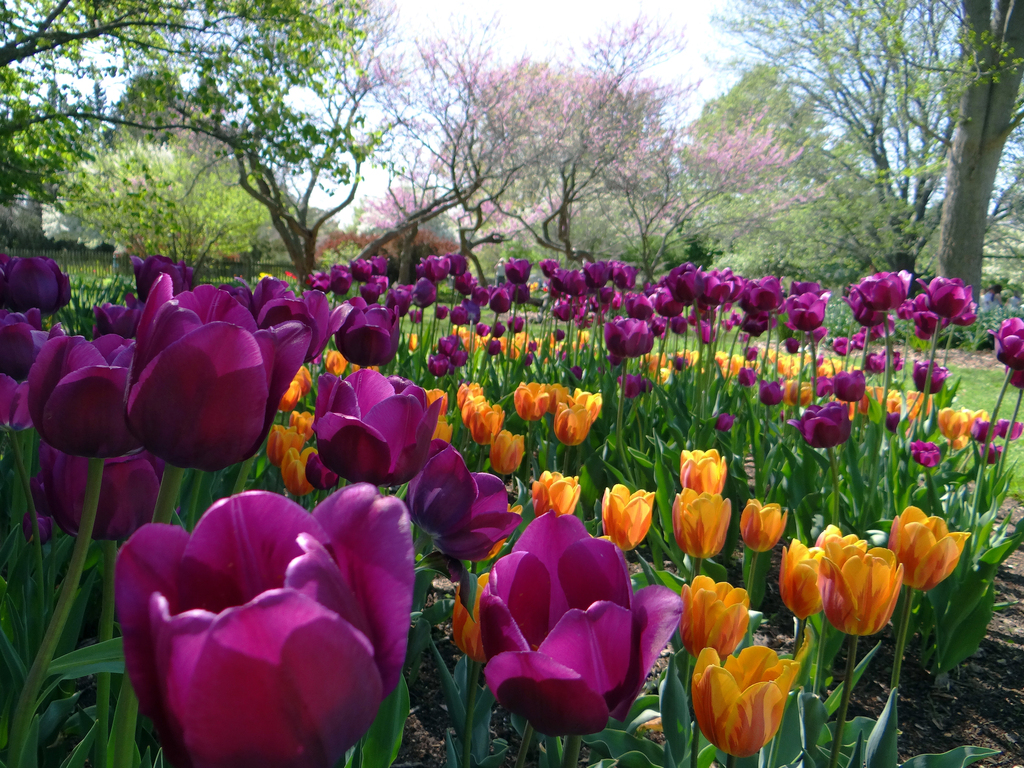 Foster Park, Fort Wayne, Indiana, May 2014