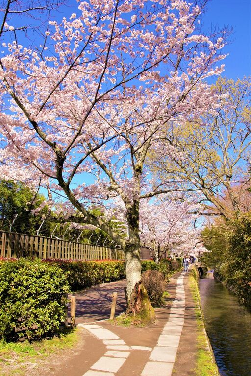 Philosopher's Path (Tetsugaku no michi)