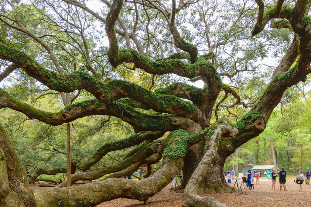 USA - South Carolina - Charleston - Angel Oak Tree