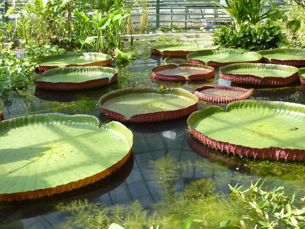 Victoria amazonica - Basel