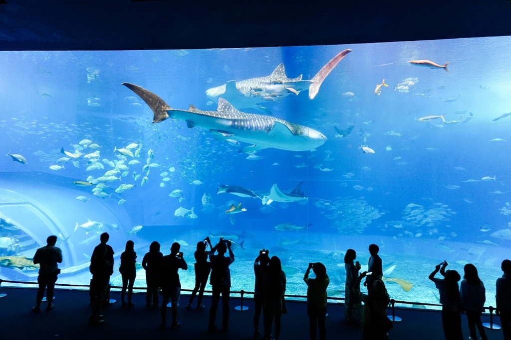 Aquarium Fish Underwater