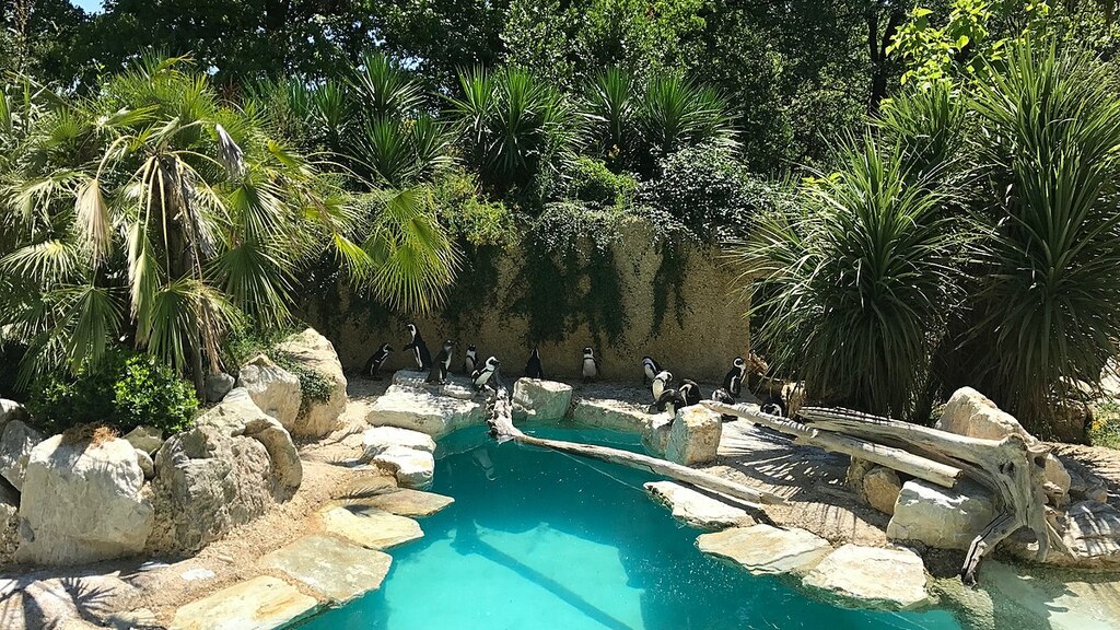 Spheniscus demersus habitat at Giardino zoologico di Pistoia