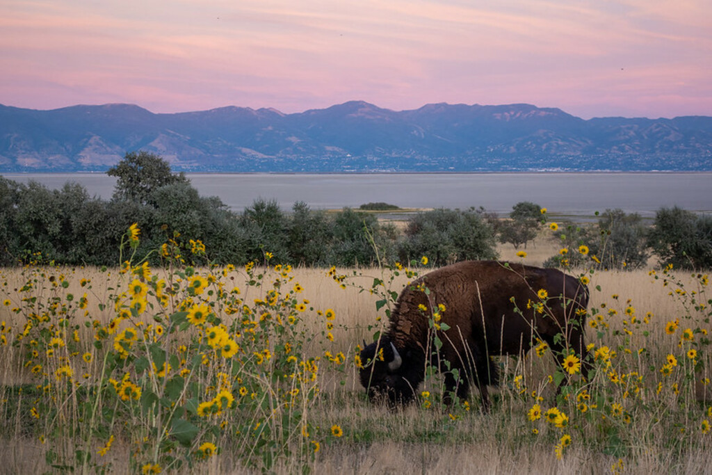 Antelope Island State Park, Great Salt Lake