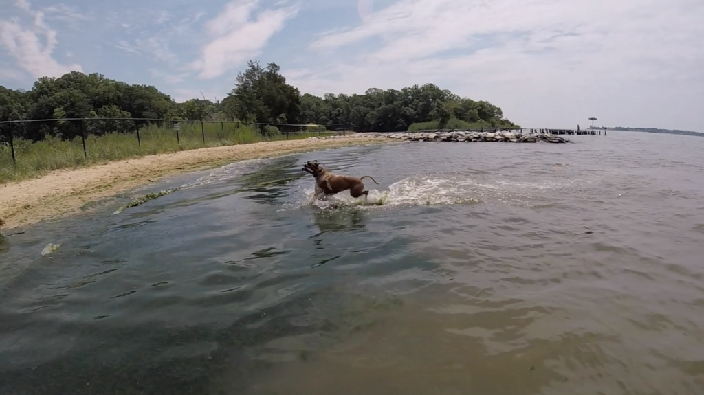 Dog Playing at Quiet Waters Park in Anne Arundel County Maryland