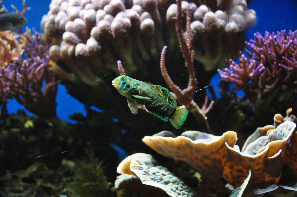 Blue Reef Aquarium