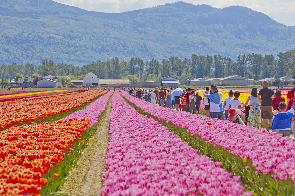 Tulip Festival 2018 @ Tulips of the Valley, Chilliwack
