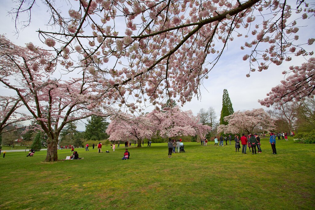 Cherry Blossoms @ Queen Elizabeth Park (25289155674)