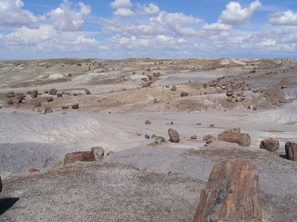 Petrified Wood, Crystal Forest, Petrified Forest National Park, Near Holbrook, Arizona