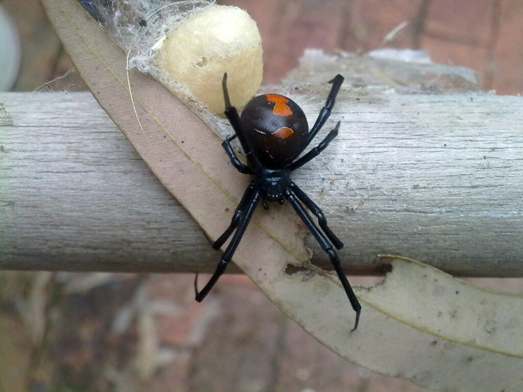 Redback spider
