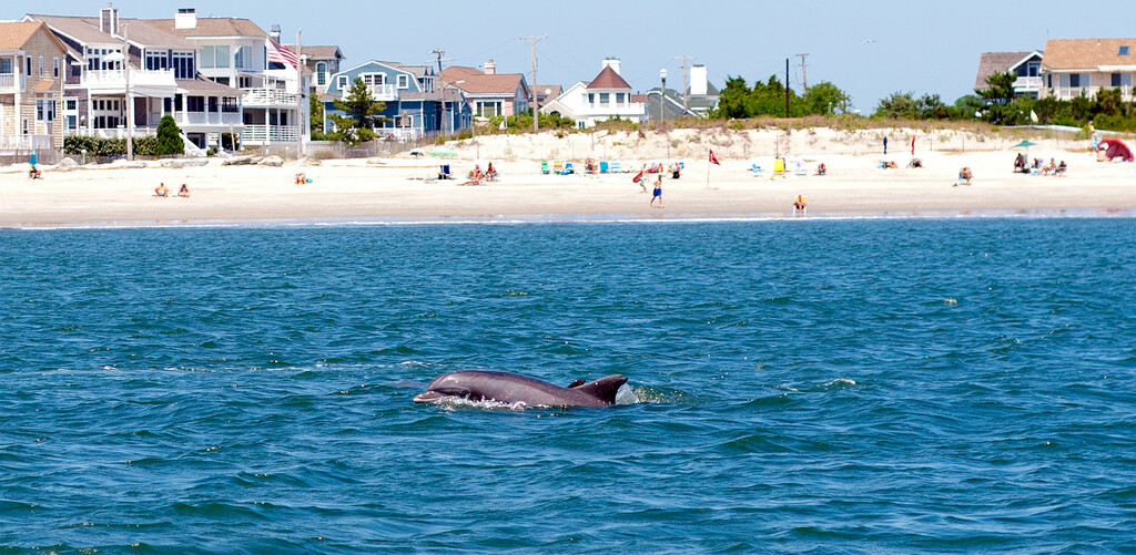 Miss Dolphin swims along the Cape May coast...