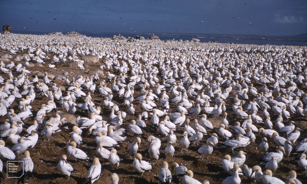 Gannets Malgas Island. Saldanha Bay