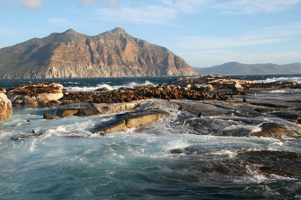 Duiker-Island-South-Africa-Seals-at-Sunset