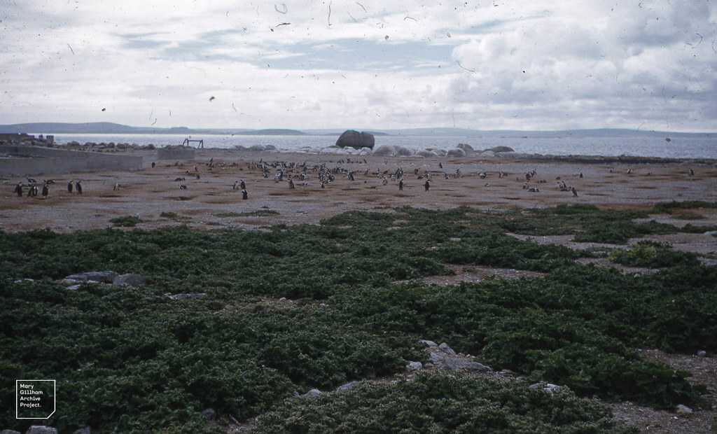 Jackass penguins on phosphatic sand. Dassen Island. Prenia pallens