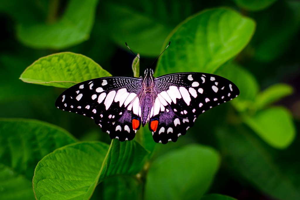Haugh Woods Butterfly Trails