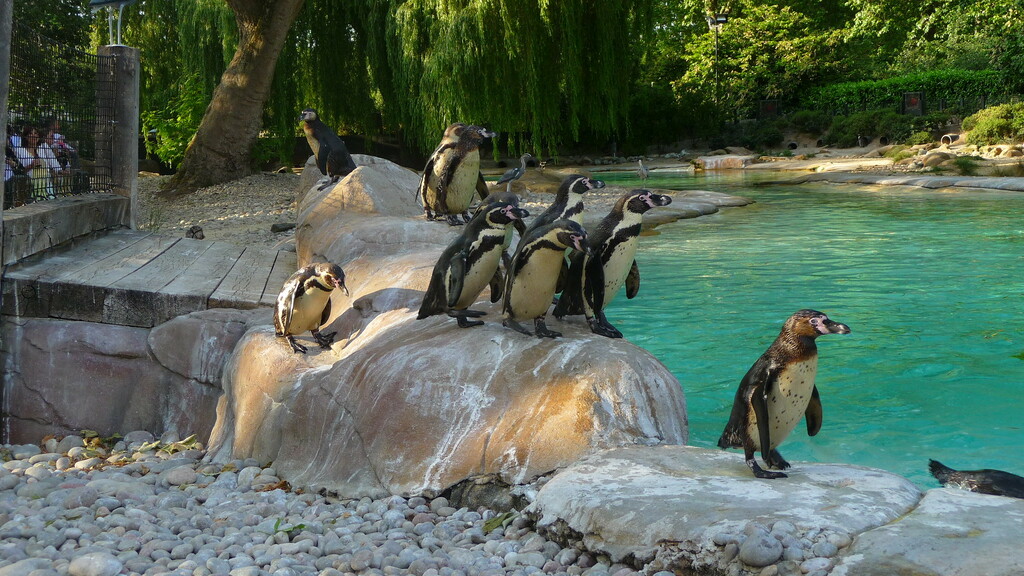 London Zoo Sunset Safari 2015