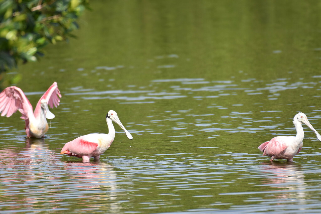 roseate spoonbill amberjack environmental park 4.19.19 DSC_0066