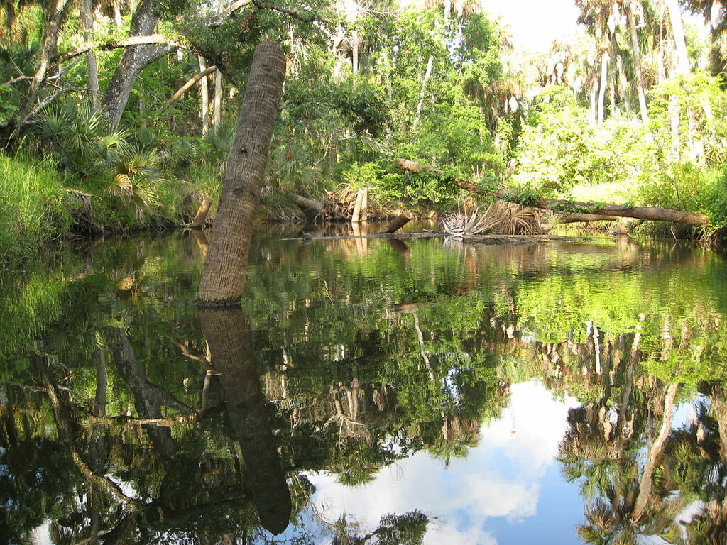 Turkey Creek Palm Bay Fl ckern