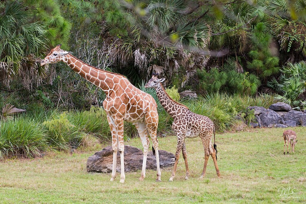 Giraffes and Impalas at the Brevard Zoo - 11 15 15 (22659456079)