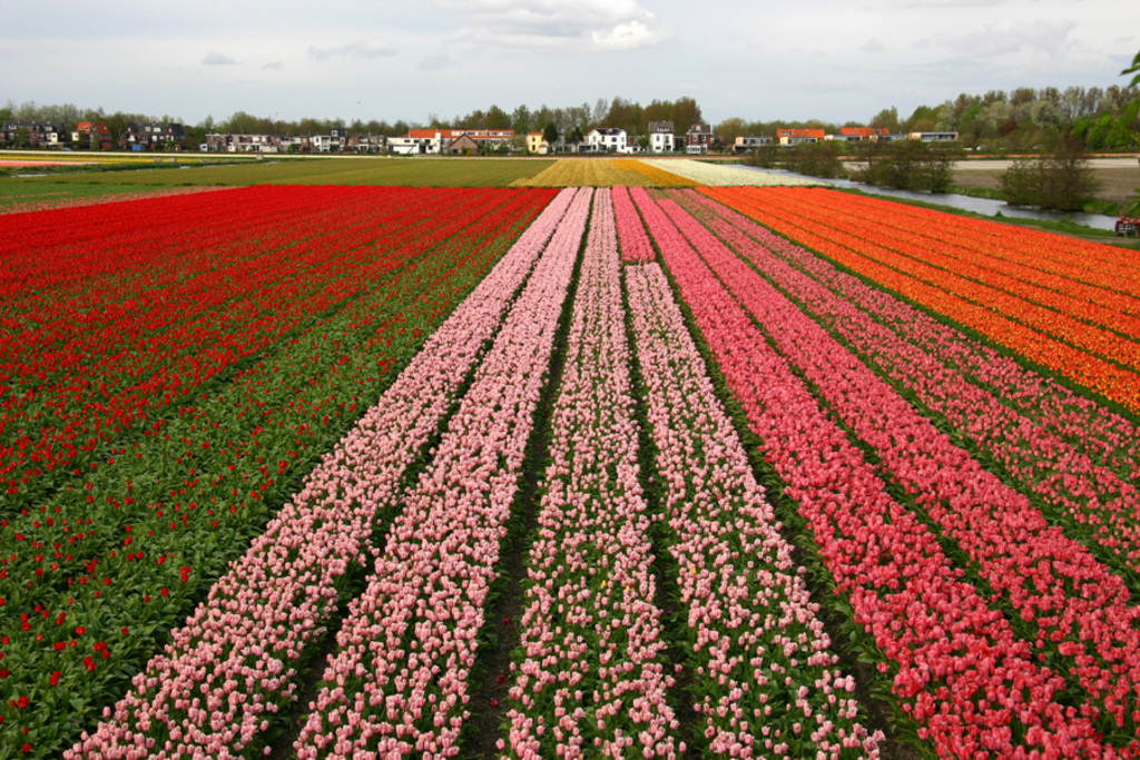 Holland tulips