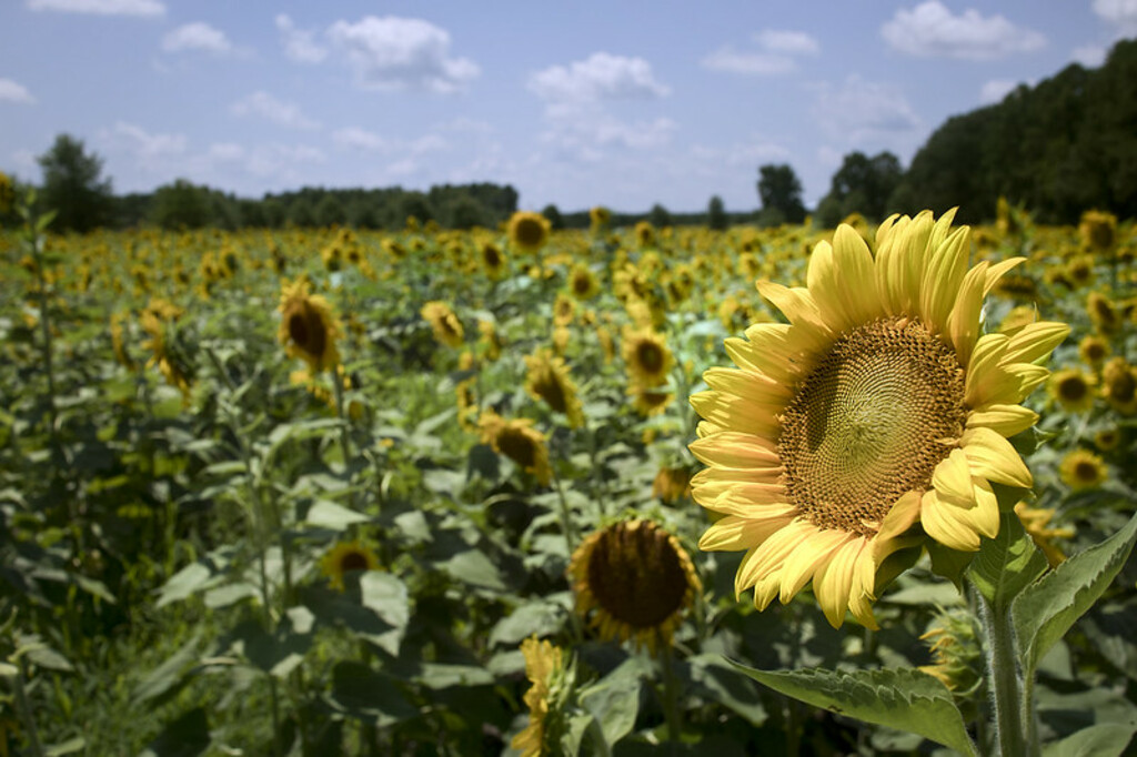 sunflowers - Windsor Castle Park Smithfield Virginia