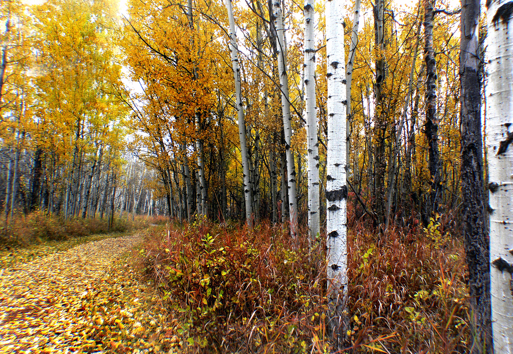 Fish Creek Provincial Park. Calgary