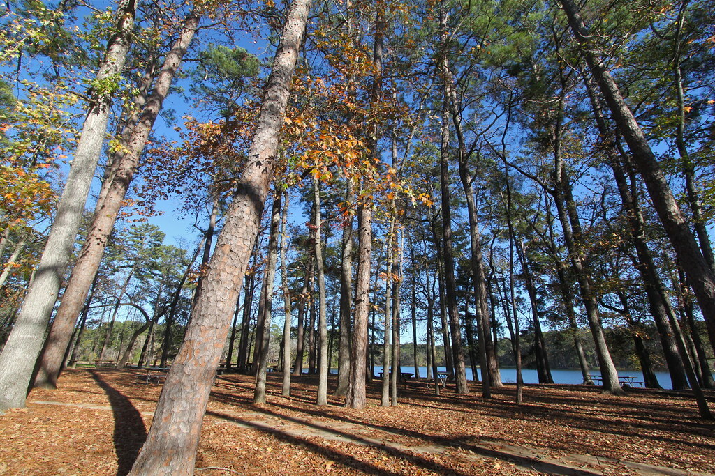Piney Woods, Huntsville State Park TX