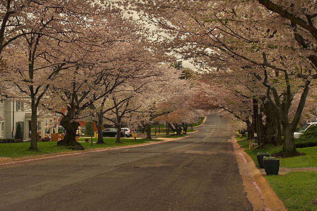 Kenwood Cherry Blossoms, Bethesda, Maryland