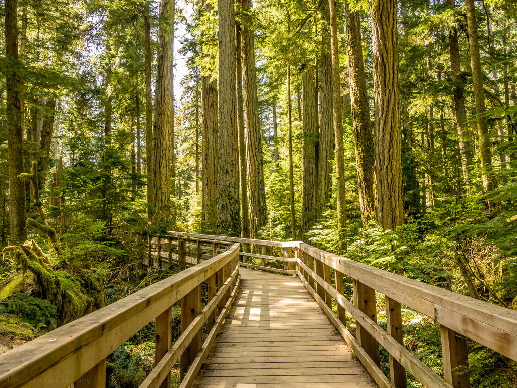 Cathedral Grove Trail, Vancouver Island