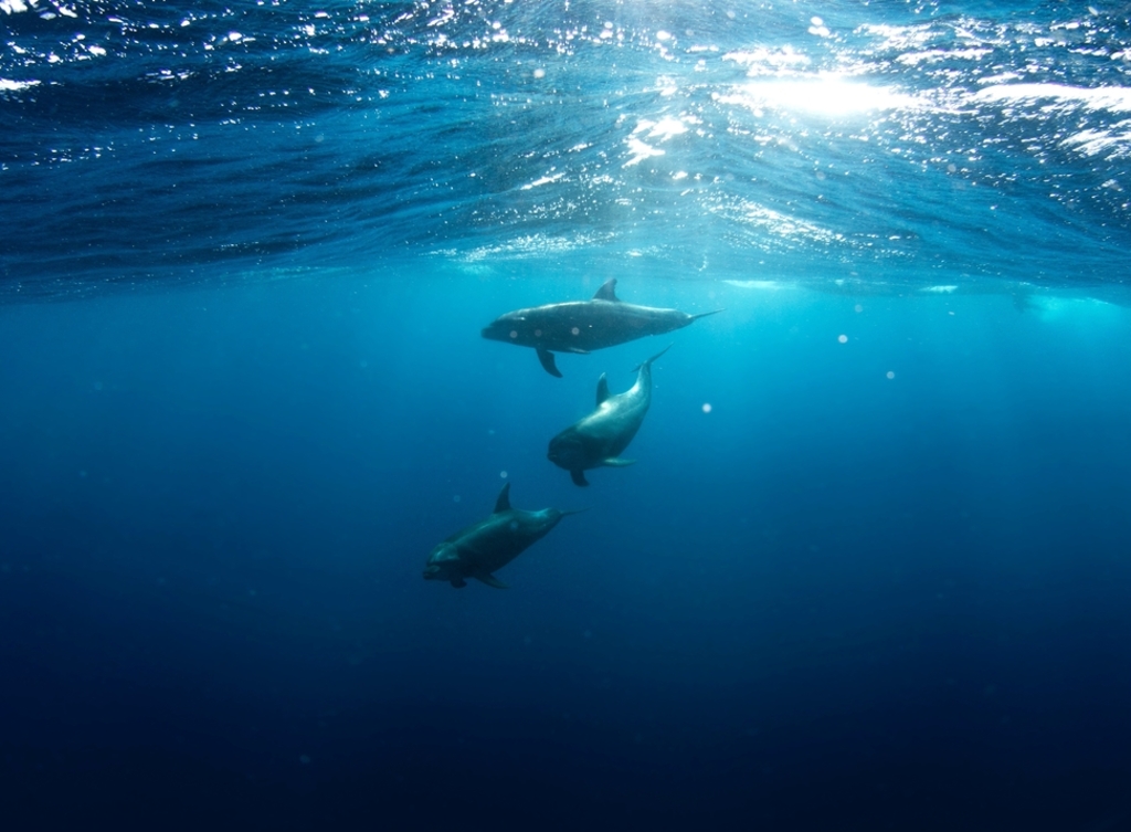 Dolphin Watch