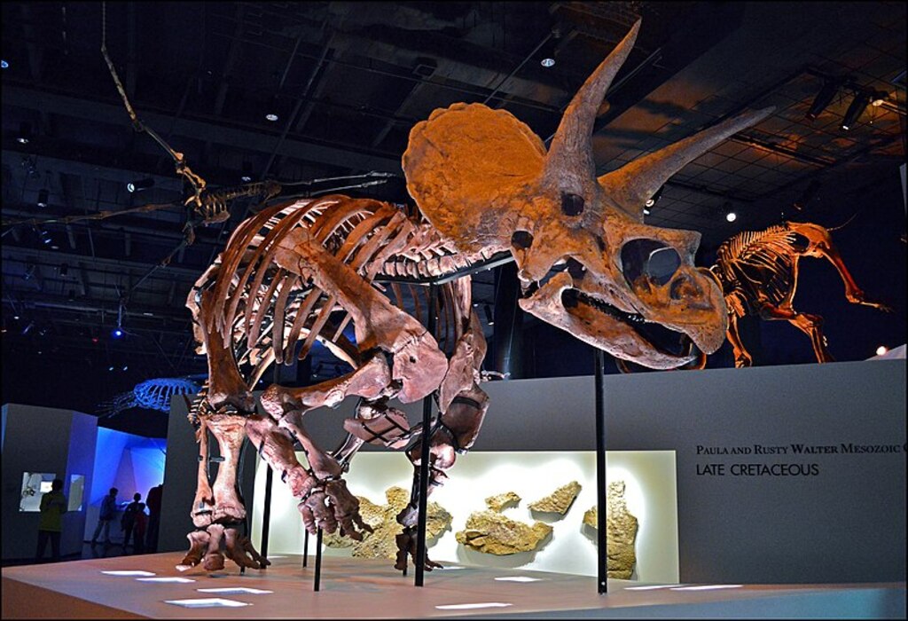 Triceratops Specimen at the Houston Museum of Natural Science v01