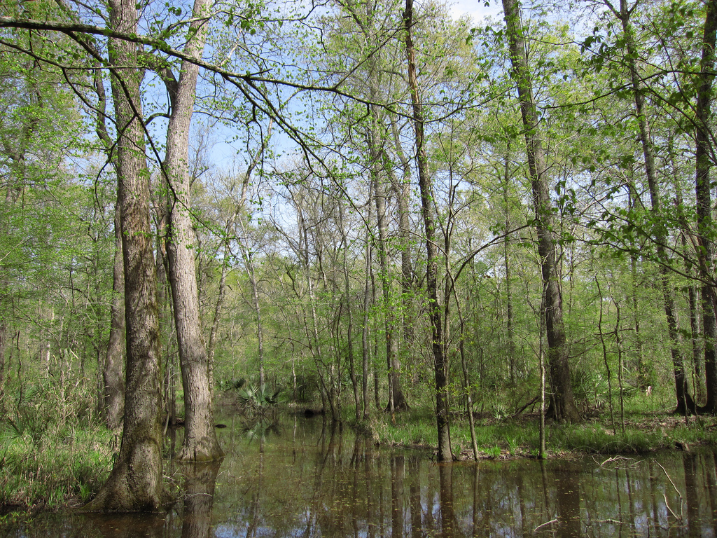Swamp in Sam Houston NF