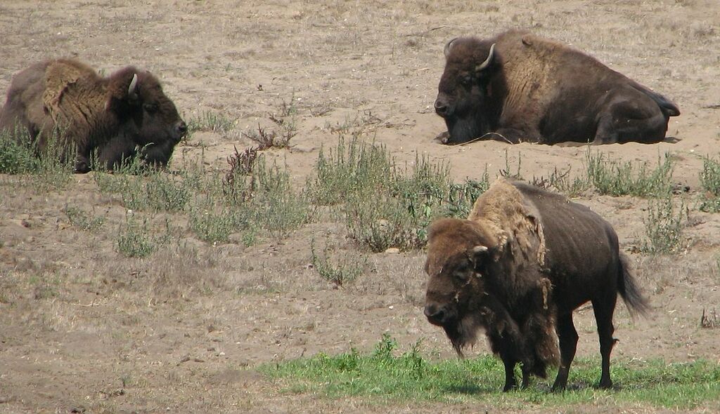 Golden Gate Park (Bison Paddock) - panoramio