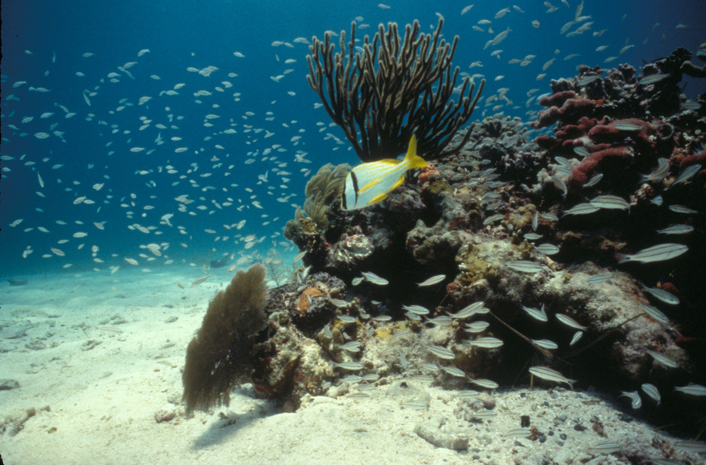 Biscayne National Park H-porkfish on reef