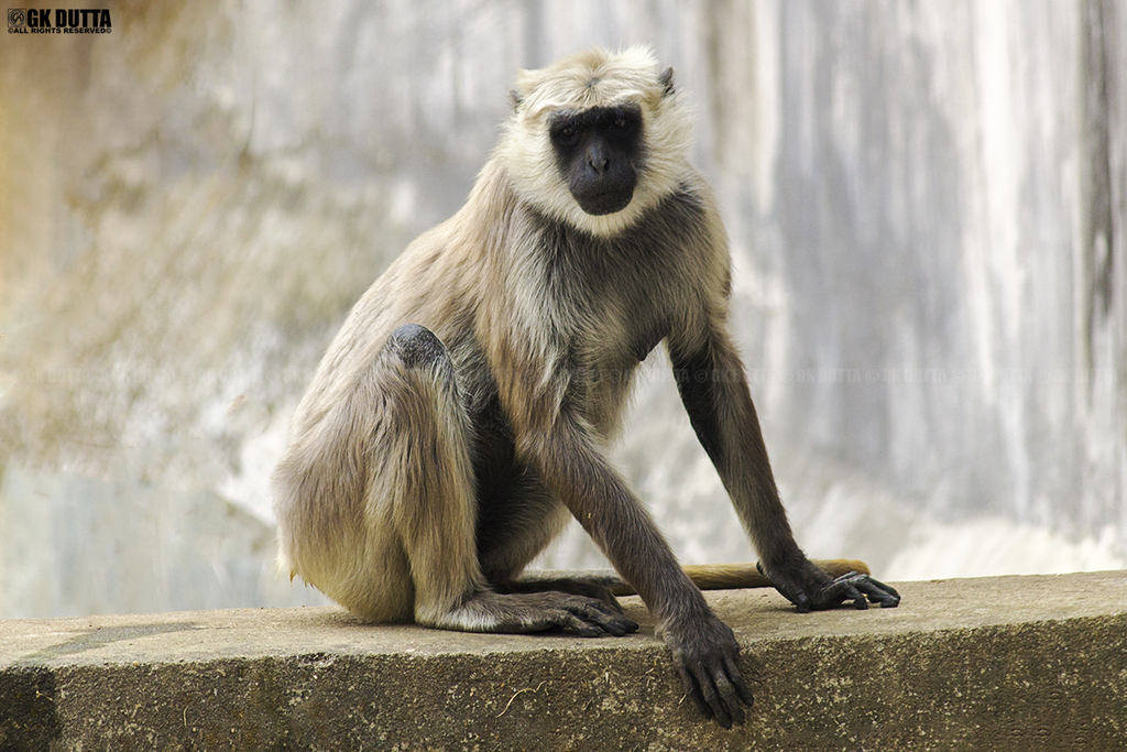 ASSAM STATE ZOO CUM BOTANICAL GARDEN, GUWAHATI! 04