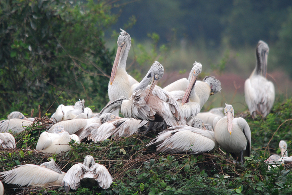 SpotBilledPelican-Nelapattu
