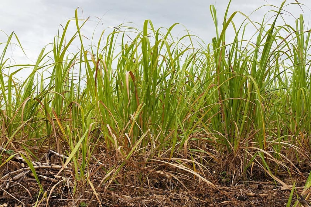 Sugarcane