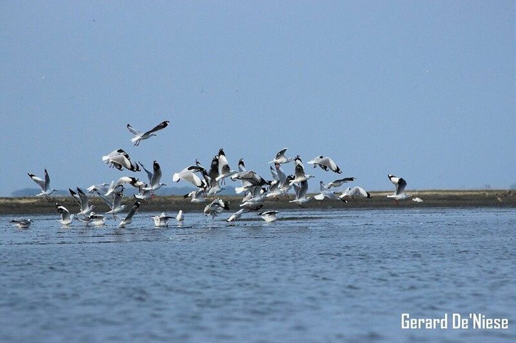 nellore is famous for | pulicat lake
