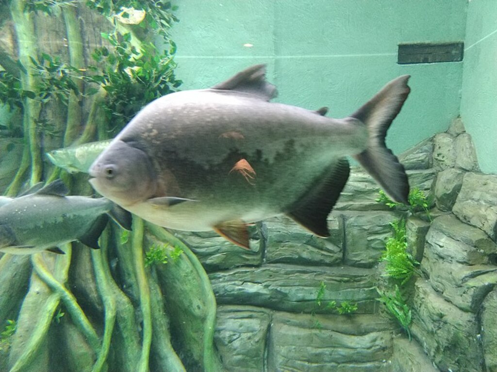 Aquatic Gallery, Gujarat Science City 19