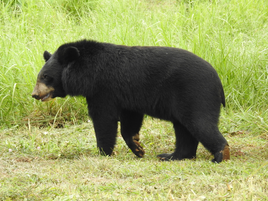 Asian Black Bear Ursus thibetanus by Dr. Raju Kasambe 03