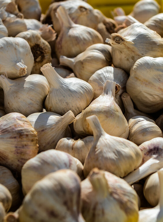 Garlic (Allium sativum)